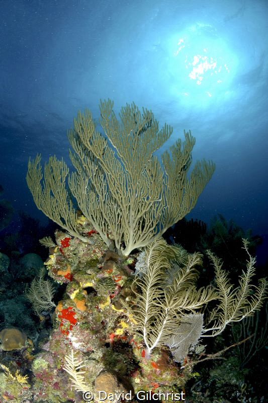 Reef Scenic on Texas Drift Dive, Roatan Marine Park, Hond... by David Gilchrist 