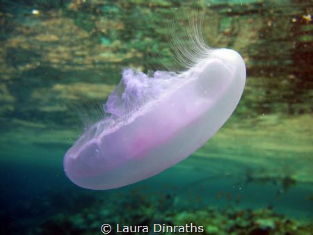 Moon jellyfish (Aurelia aurita) drifting near the surface by Laura Dinraths 