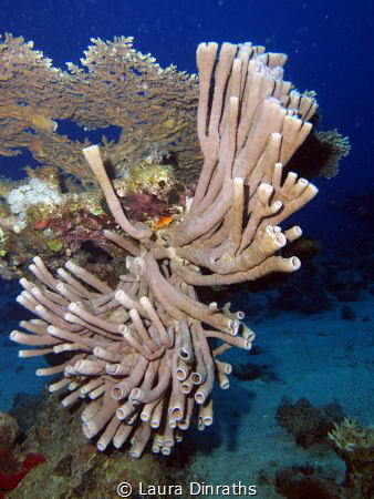 A magnificent colonial tube sponge (Porifera) by Laura Dinraths 