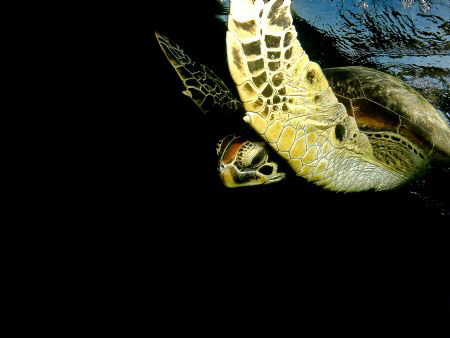 Green Turtle at surface. Canon S110 with Inon Wideangle a... by Jenny Strömvoll 