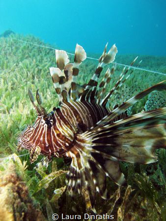 A common lionfish caught in a fishing line (and rescued) by Laura Dinraths 