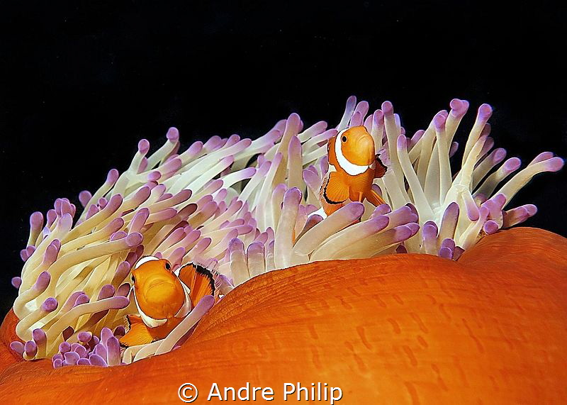 Nemo´s home by Andre Philip 