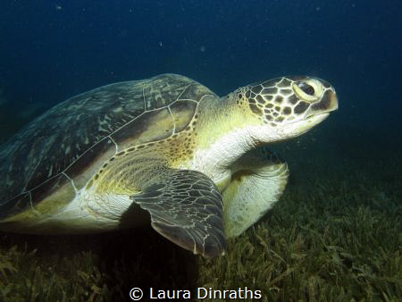 Green turtle (Chelonia mydas) on a seagrass bed by Laura Dinraths 