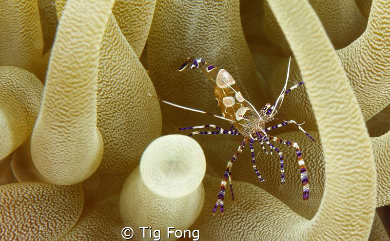 Coleman Shrimp in Giant Anemone by Tig Fong 