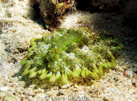 Miamira ceratosoma nudibranch, nearly 8 cm long. by Laura Dinraths 