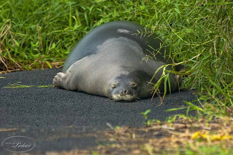 Maui Hawaiian monk seal, D90, 400 lens, taking a nap! by Ledean Paden 