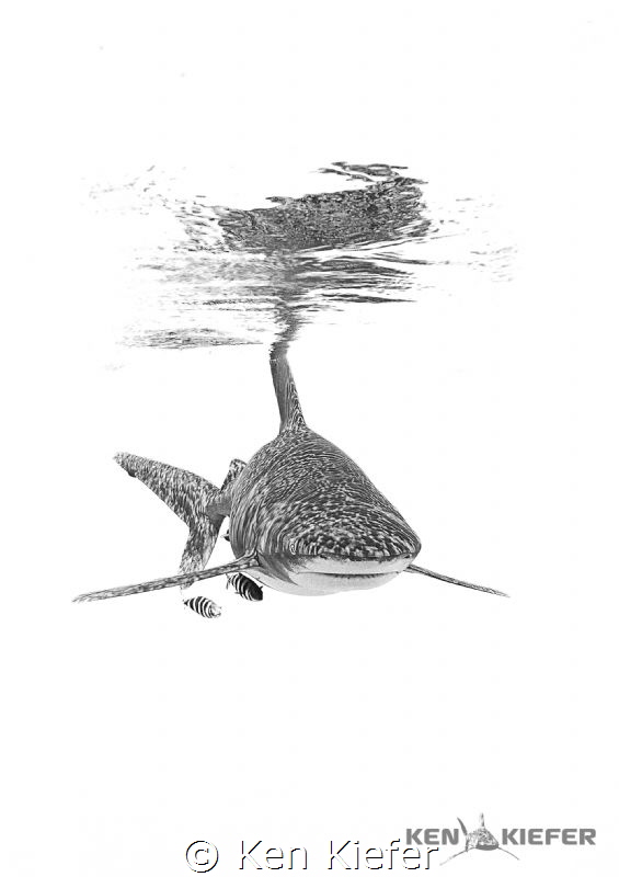 Oceanic Whitetip Shark   off the coast of Cat Island, Bah... by Ken Kiefer 