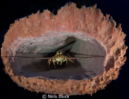 Lobster and Sponge.
Caribbean Spiny Lobster, Panulirus a... by Nina Baxa 