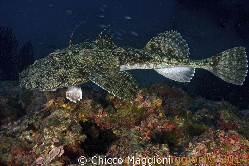 Anglerfish by Chicco Maggioni 