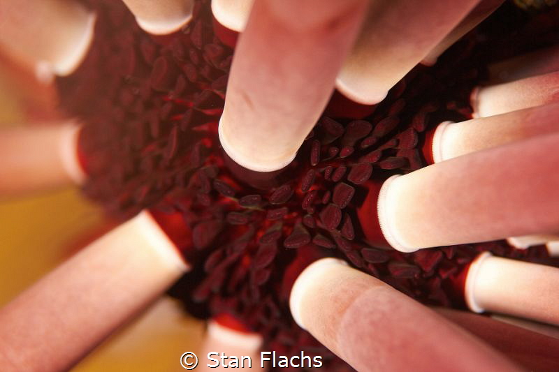 Slate-pencil urchin by Stan Flachs 