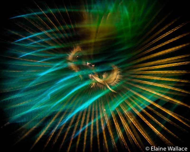 Abstract of feather duster worm, slow shutter speed and l... by Elaine Wallace 