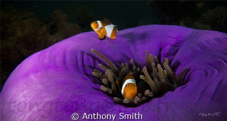 Couple of clownfish by Anthony Smith 
