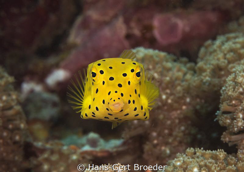 Boxfish juvenile
Kisses to everybody by Hans-Gert Broeder 