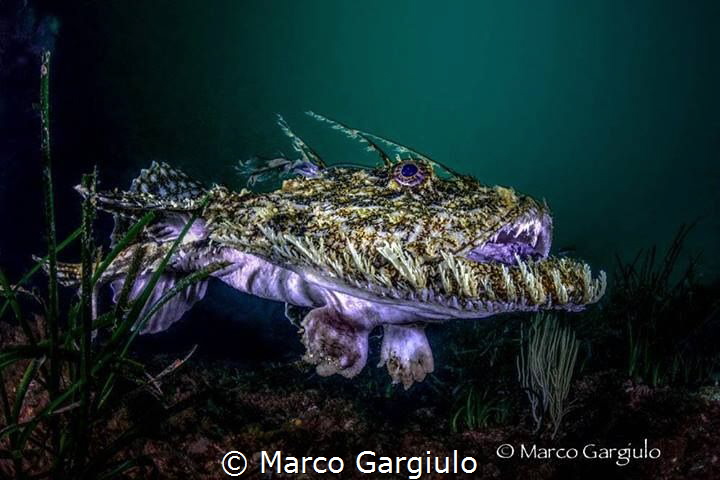 Mediterranean Anglerfish #2 by Marco Gargiulo 