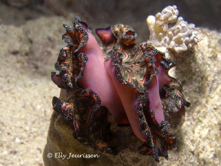 Caught in the act...
Mating Persian carpet flatworm (Pse... by Elly Jeurissen 