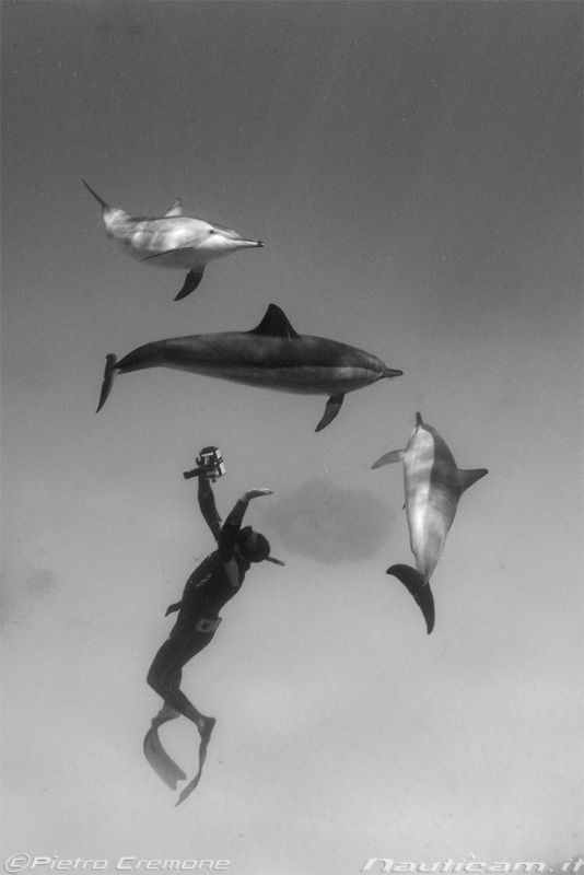 Dolphins and freediver by Pietro Cremone 