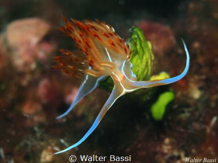 Dondice Banyulensis by Walter Bassi 