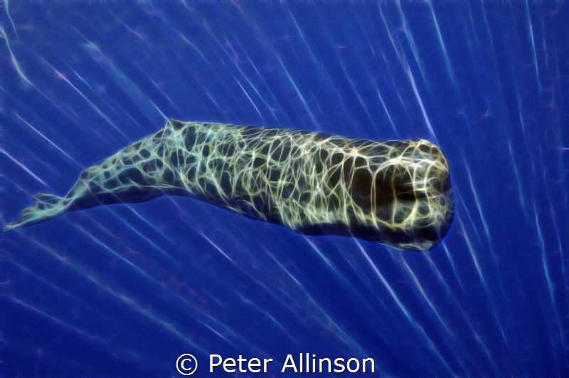 Sperm whale fractalized. by Peter Allinson 