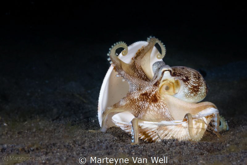 "It is mine, mine, mine!"... The coconut octopus and its ... by Marteyne Van Well 