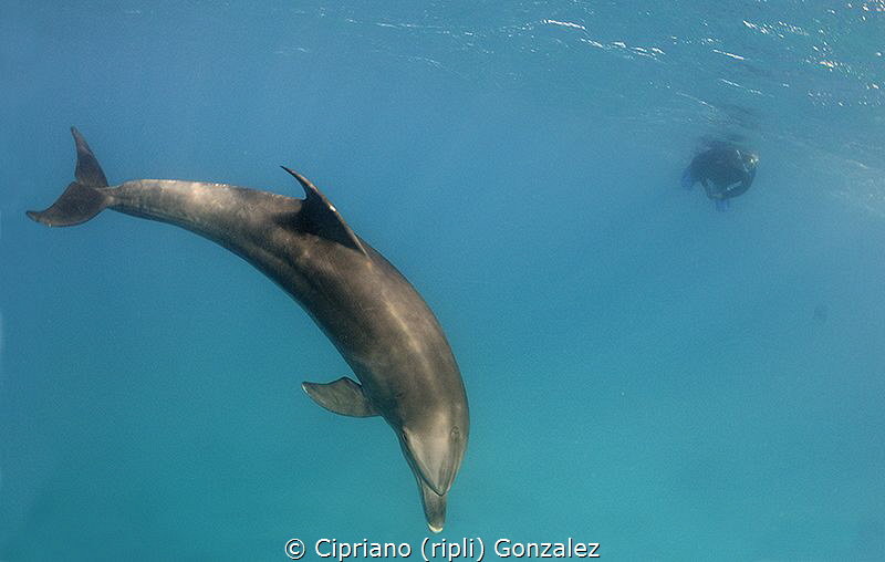 dolphins between dives by Cipriano (ripli) Gonzalez 