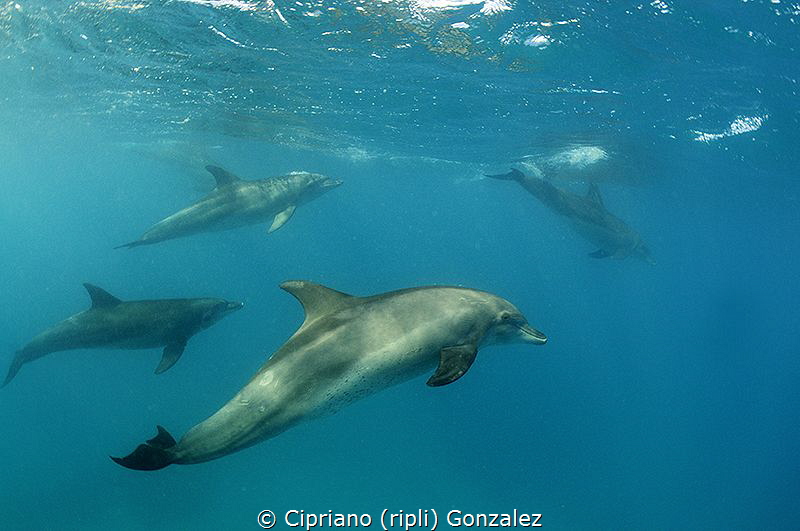 dolphin!!!! by Cipriano (ripli) Gonzalez 