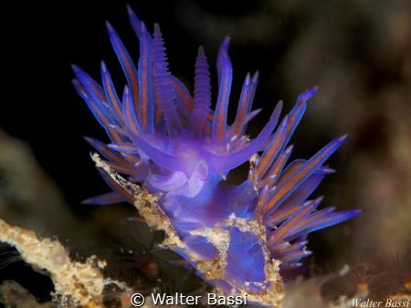 Flabellina affinis by Walter Bassi 