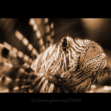 Phi Phi, Thailand. Lionfish macro, love the blurred spine... by Christopher Ward 