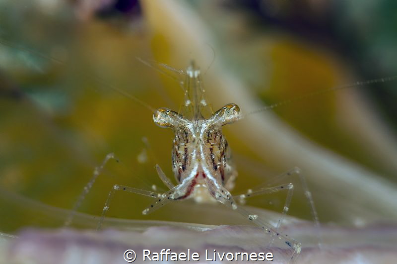 Anemone cleaner shrimp by Raffaele Livornese 