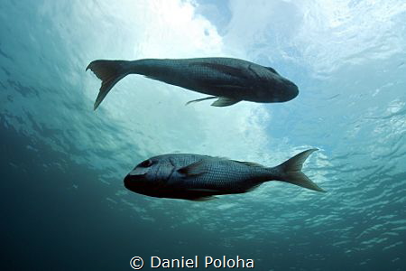 A couple of australasian snapper Pagrus auratus by Daniel Poloha 