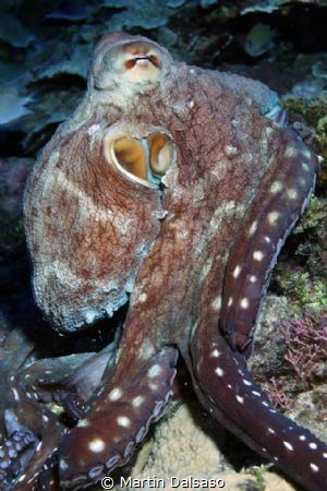 Octopoda...Saipan Grotto by Martin Dalsaso 