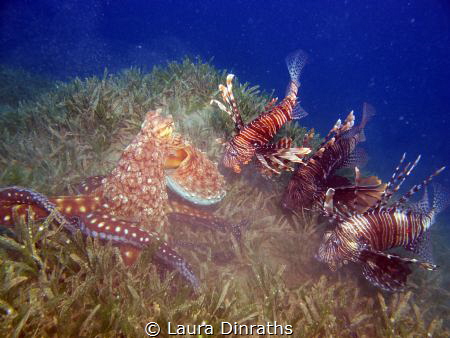 Octopus stalked by three lionfish whilst hunting on a bed... by Laura Dinraths 