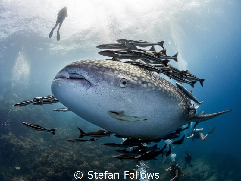 "One eye sees, the other feels" Paul Klee. Whale Shark - ... by Stefan Follows 