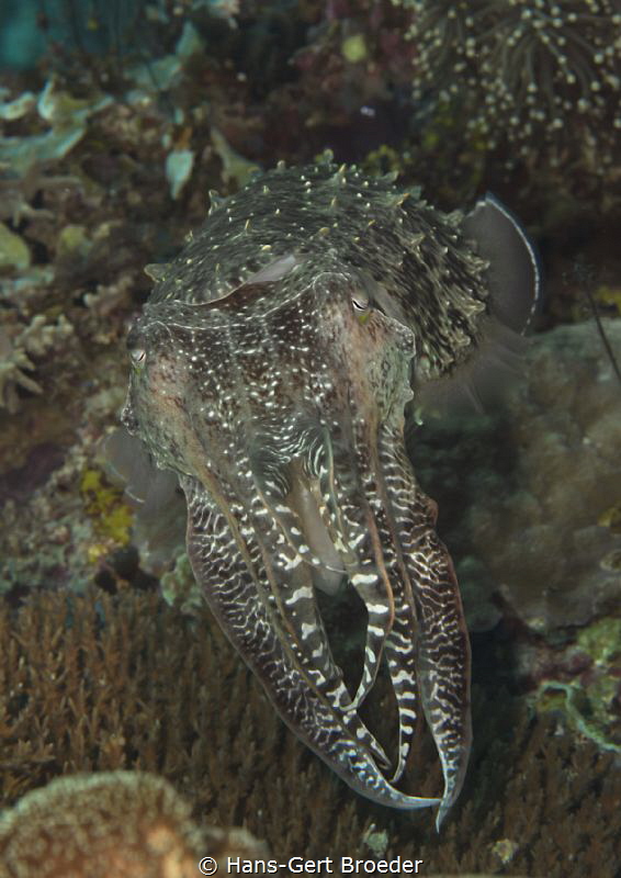 Sepia cuttlefish by Hans-Gert Broeder 