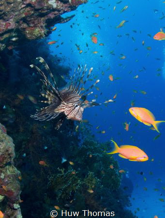Lionfish in Egypt. Taken with a Nikon D7100. by Huw Thomas 