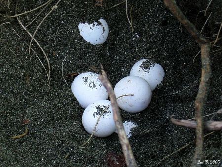 Some of the sea turtle's eggs found in Magsaysay, Misamis... by Lai Villaluz 