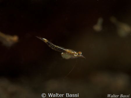 Mysis sp.(very small shrimp)

 by Walter Bassi 