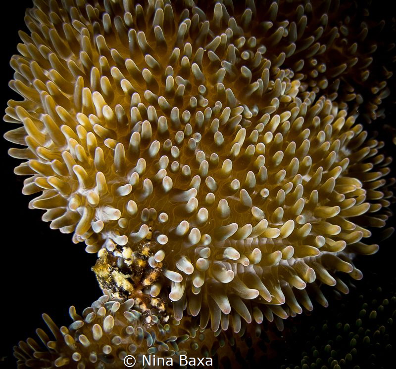 A Crab and his Haven - Banded Clinging Crab on Sun Anemone. by Nina Baxa 