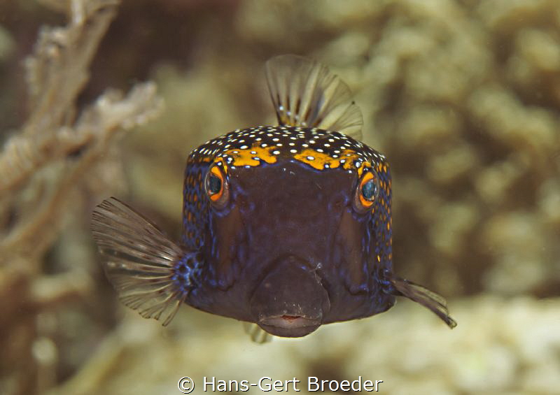 Boxfish
Kisses to everybody by Hans-Gert Broeder 