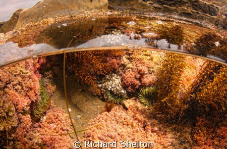 Tide Pool by Richard Shelton 