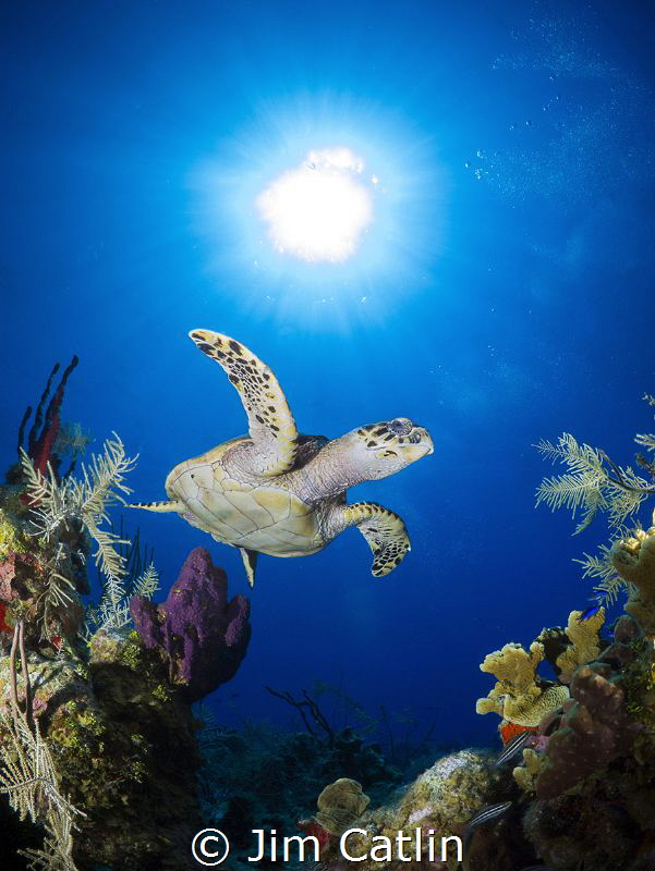 Hawksbill turtle at Cobalt Coast, Grand Cayman by Jim Catlin 