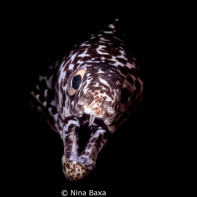 Dramatic Entrance!
Gymnothorax moringa - Spotted Moray E... by Nina Baxa 