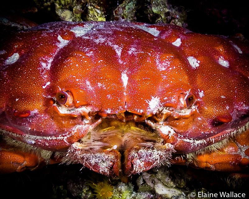 Round crab, I think etisus splendidus, but please correct... by Elaine Wallace 
