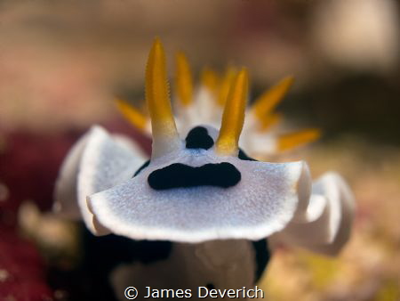 Finally he turned to face the camera!

Chromodoris dianae by James Deverich 