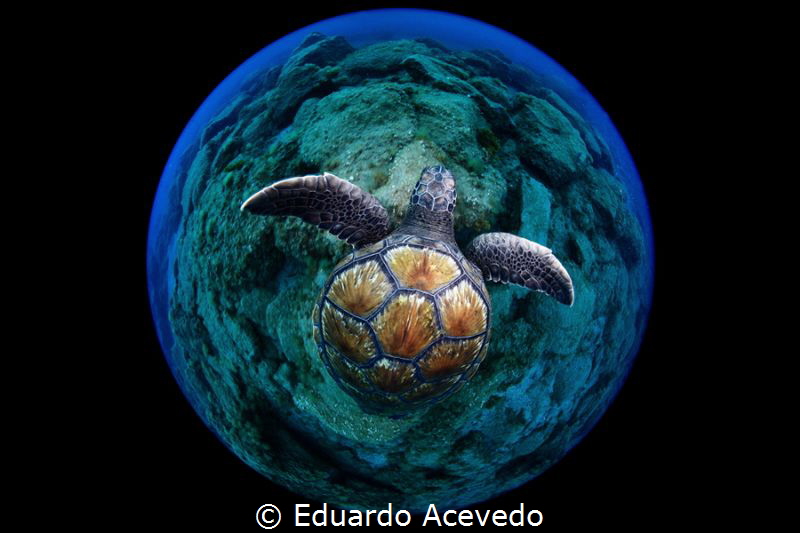 Green turtle by Eduardo Acevedo 