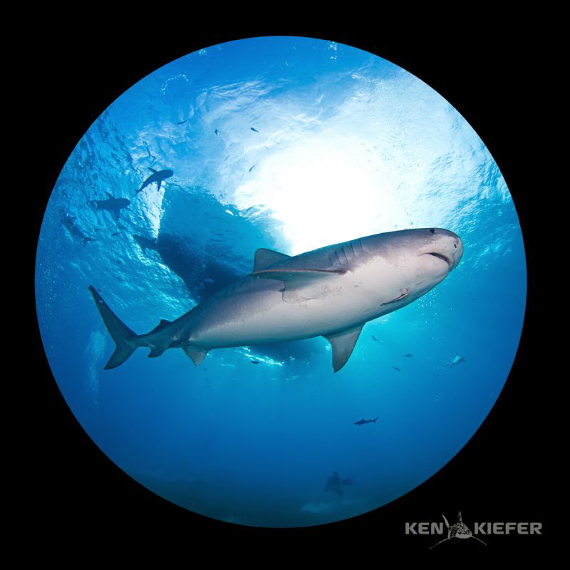 Emma, a large tiger shark cruises beneath the dive boat, ... by Ken Kiefer 