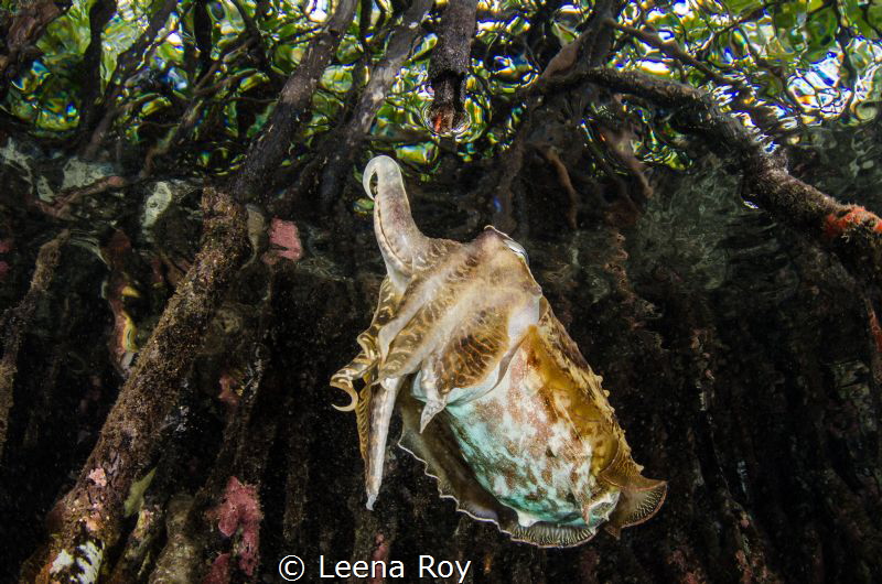 Cuttlefish in mangroves by Leena Roy 