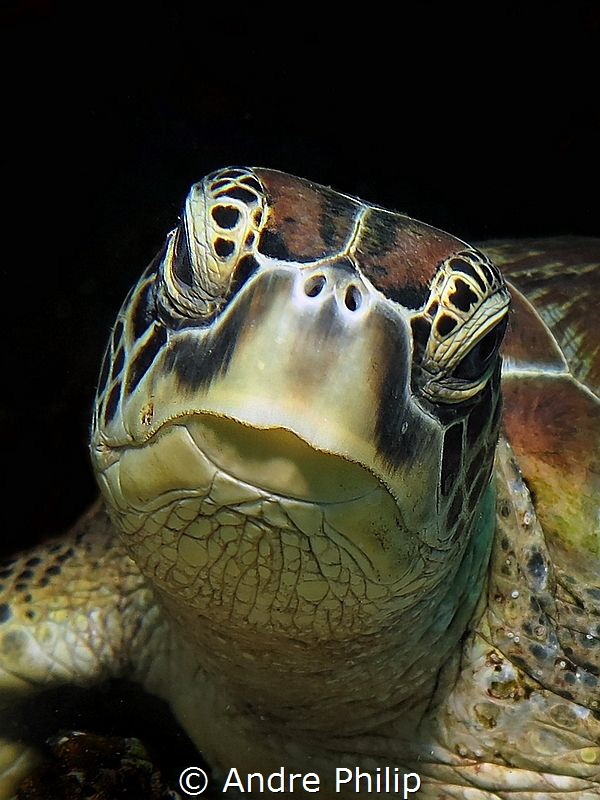 lovely green turtle by Andre Philip 