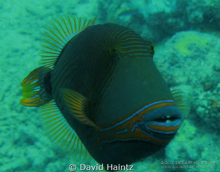 Image taken at Green Island, Great Barrier Reef. Canon 7D by David Haintz 
