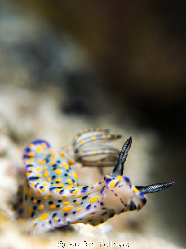 "With a bit of a mind flip ... " Time Warp. Nudibranch - ... by Stefan Follows 