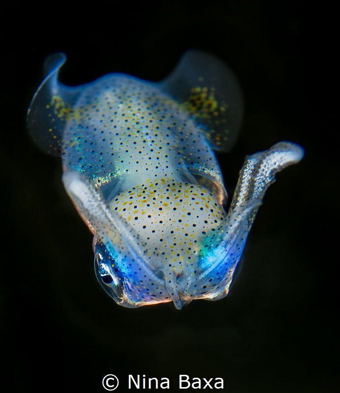 Take a Bow.
About 10mm long Grass Squid, suspected - Gra... by Nina Baxa 